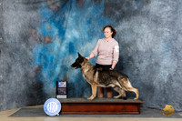 German Shepherd Dogs #15 Fri WDBOWM Judge Carol Moser