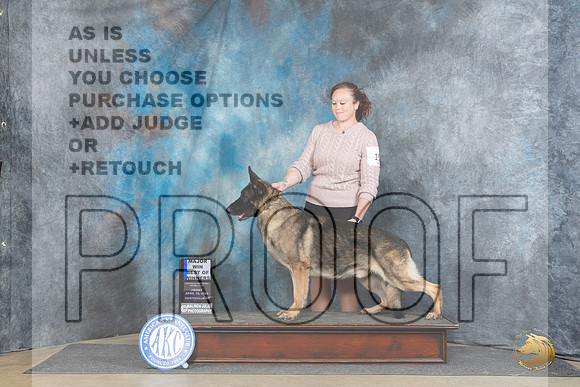 German Shepherd Dogs #15 Fri WDBOWM Judge Carol Moser__JP_4098_Fayetteville2024_HR3