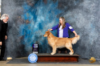 Golden Retriever #23 Fri WD Judge Elizabeth Muthard