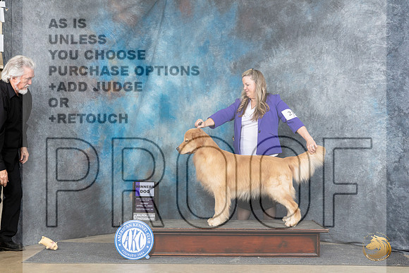Golden Retriever #23 Fri WD Judge Elizabeth Muthard__JP_4281_Fayetteville2024_HR3
