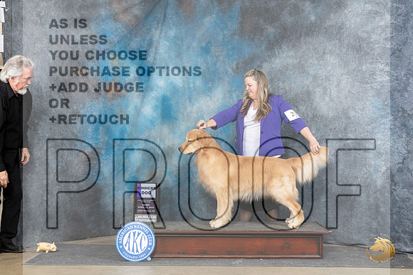 Golden Retriever #23 Fri WD Judge Elizabeth Muthard__JP_4282_Fayetteville2024_HR3