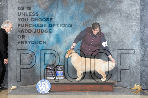 Golden Retriever #8 Fri WBBOWOHBOB Judge Elizabeth Muthard__JP_4222_Fayetteville2024_HR3