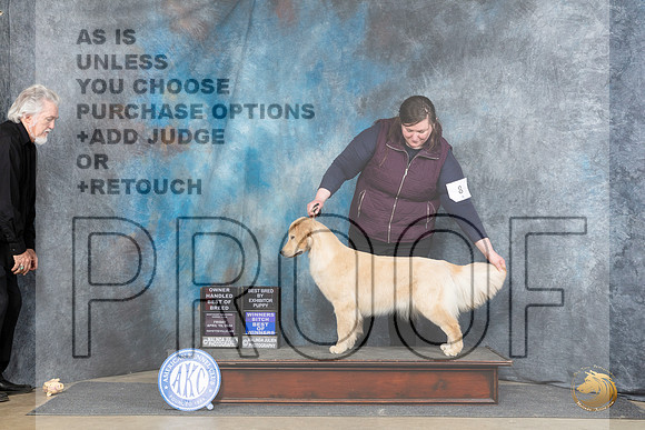 Golden Retriever #8 Fri WBBOWOHBOB Judge Elizabeth Muthard__JP_4224_Fayetteville2024_HR3