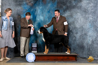 Greater Swiss Moutain Dog #5 Fri G4 Judge Charles Olvis