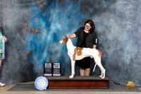 Ibizan Hound #21 Fri SDSGCH Judge Linda Hurlebaus