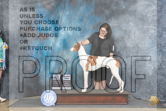 Ibizan Hound #21 Fri SDSGCH Judge Linda Hurlebaus__JP_4133_Fayetteville2024_HR3