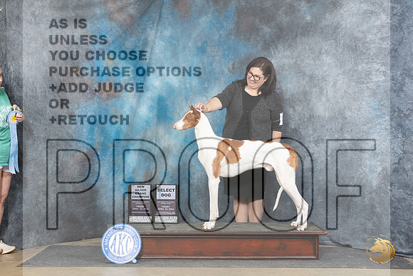 Ibizan Hound #21 Fri SDSGCH Judge Linda Hurlebaus__JP_4134_Fayetteville2024_HR3