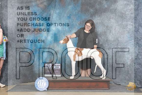 Ibizan Hound #21 Fri SDSGCH Judge Linda Hurlebaus__JP_4136_Fayetteville2024_HR3