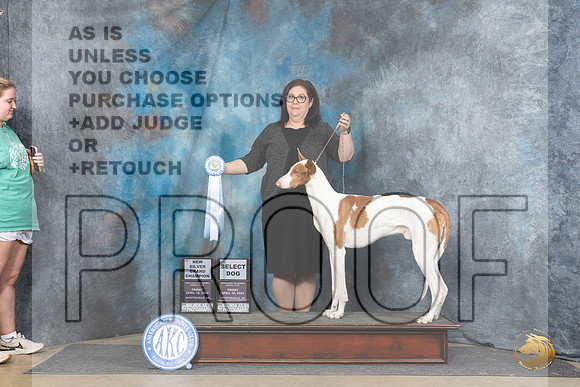 Ibizan Hound #21 Fri SDSGCH Judge Linda Hurlebaus__JP_4139_Fayetteville2024_HR3