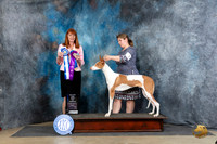 Ibizan Hound #7 Fri WBBOWM Judge Linda Hurlebaus