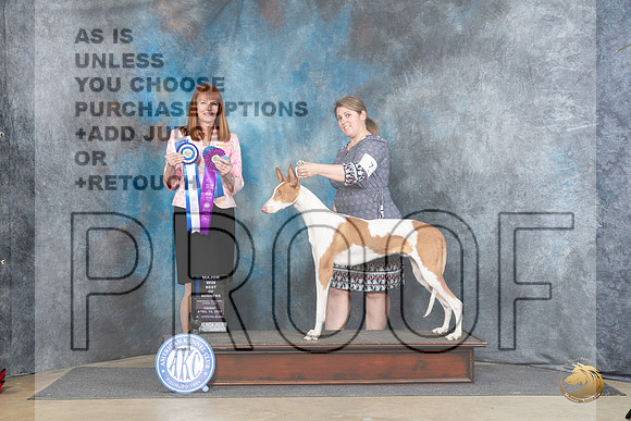 Ibizan Hound #7 Fri WBBOWM Judge Linda Hurlebaus__JP_3891_Fayetteville2024_HR3