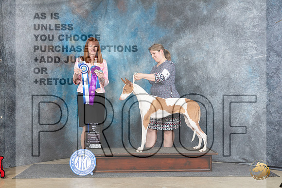 Ibizan Hound #7 Fri WBBOWM Judge Linda Hurlebaus__JP_3890_Fayetteville2024_HR3