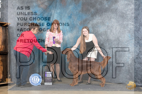 Irish Setter #5 Fri WB Judge Linda Hurlebaus__JP_4407_Fayetteville2024_HR3