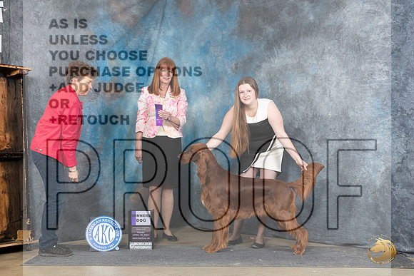 Irish Setter #5 Fri WB Judge Linda Hurlebaus__JP_4410_Fayetteville2024_HR3