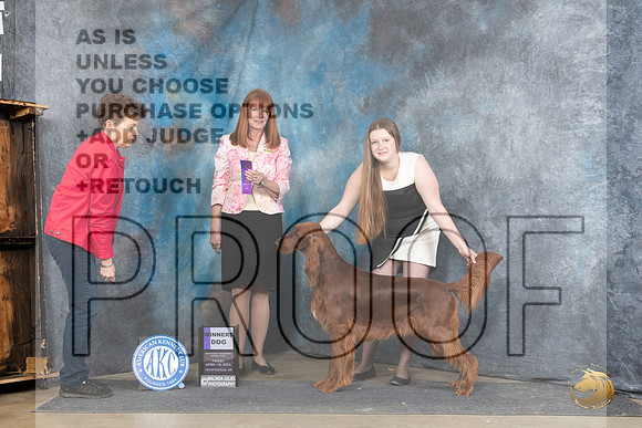 Irish Setter #5 Fri WB Judge Linda Hurlebaus__JP_4412_Fayetteville2024_HR3
