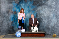 Japanese Chin #5 Fri G1 Judge Linda Hurlebaus