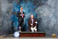 Japanese Chin #6 Sat WBBOS JUdge Scott Toney