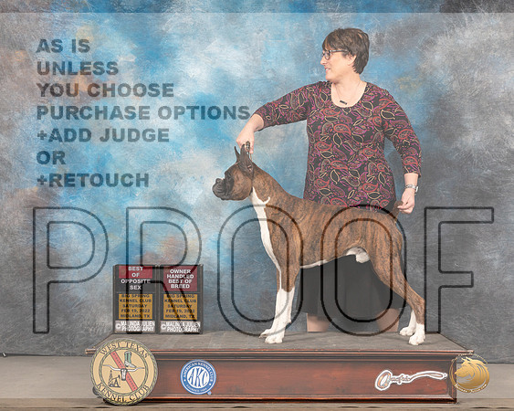 Boxer #11 Sat BOSOHBOB Judge Del RichardsMMJ_5320_Mdlnd2022_HR3