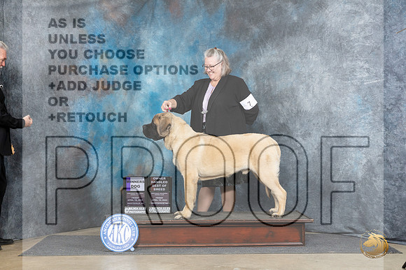 Mastiff #7 Fri WDOHBOB Judge Carol White Moser__JP_3874_Fayetteville2024_HR3
