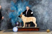 Mastiff #7 Fri WDOHBOB Judge Carol White Moser
