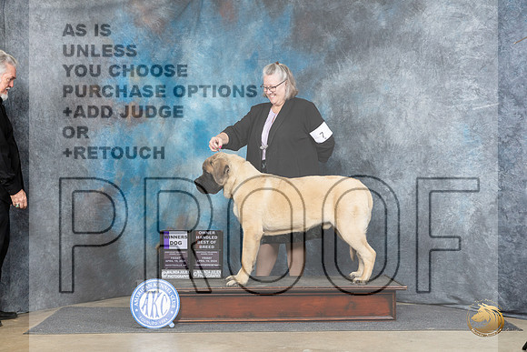 Mastiff #7 Fri WDOHBOB Judge Carol White Moser__JP_3876_Fayetteville2024_HR3