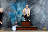Miniature Schnauzer #14 Fri BWBOS JUde Carolyn Herbel