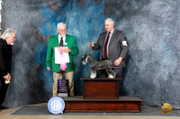 Miniature Schnauzer #15 Fri OHG1 Judge Rick Fowler