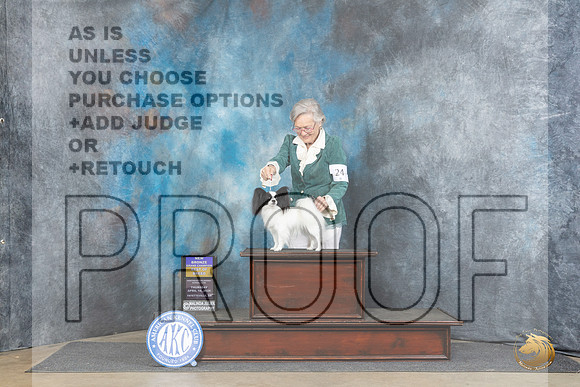 Papillon #24 Thur BOBBGCH Judge Liz Muthard__JP_3912_Fayetteville2024_HR3