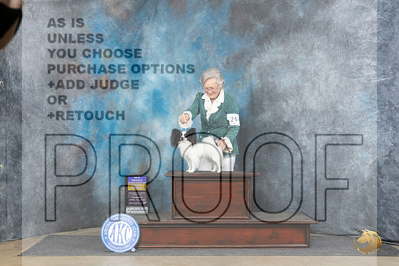 Papillon #24 Thur BOBBGCH Judge Liz Muthard__JP_3913_Fayetteville2024_HR3