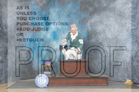 Papillon #24 Thur BOBBGCH Judge Liz Muthard__JP_3920_Fayetteville2024_HR3