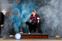 Portuguese Water Dog #5 Fri WDBOWOHBOBOHG3 Judge Linda Hurlebaus