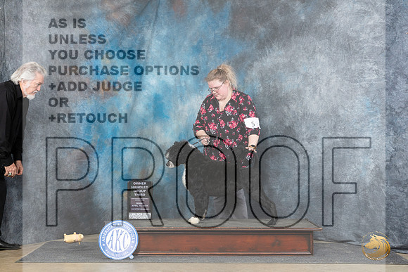 Portuguese Water Dog #5 Fri WDBOWOHBOBOHG3 Judge Linda Hurlebaus__JP_4189_Fayetteville2024_HR3