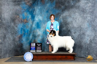 Rough Collie #10 Fri WBBOWBOVM Judge Carol White Moser