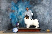Rough Collie #9 Fri WBM Judge Carol White Moser