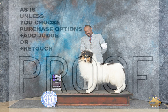 Rough Collie #9 Fri WBM Judge Carol White Moser__JP_4125_Fayetteville2024_HR3
