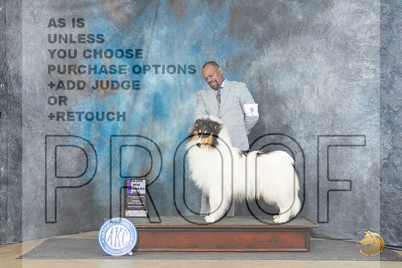 Rough Collie #9 Fri WBM Judge Carol White Moser__JP_4128_Fayetteville2024_HR3