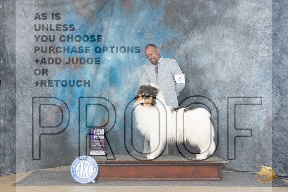 Rough Collie #9 Fri WBM Judge Carol White Moser__JP_4129_Fayetteville2024_HR3