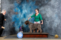 Wirehaired Pointing Griffon #6 Thurs OHG1 Judge Carolyn Herbel r