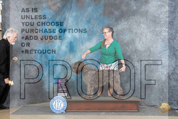Wirehaired Pointing Griffon #6 Thurs OHG1 Judge Carolyn Herbel r__JP_4289_Fayetteville2024_HR3
