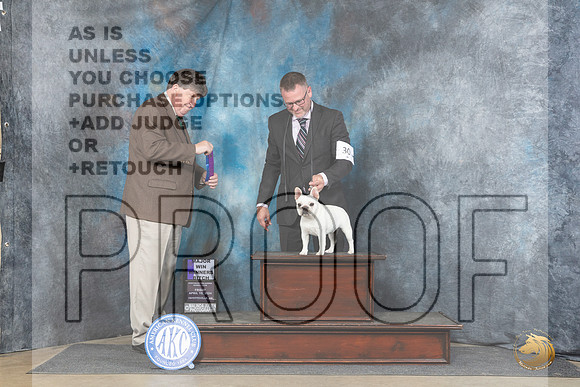 French Bulldog #12 Fri WBBOS Judge Charles Olvis__JP_4175_Fayetteville2024_HR3