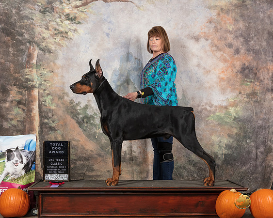 Doberman Pinscher #292 Sun-_SR_5244e-HR3