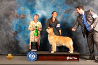 Golden Retriever #52 Wed AOM Judge Jill Warren