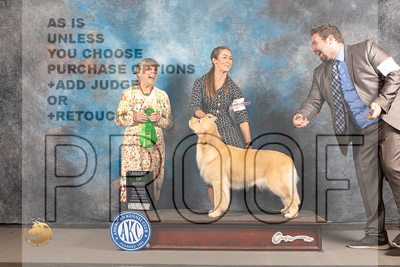 Golden Retriever #52 Wed AOM Judge Jill Warren_MJ_3023_Houston_2022_HR3