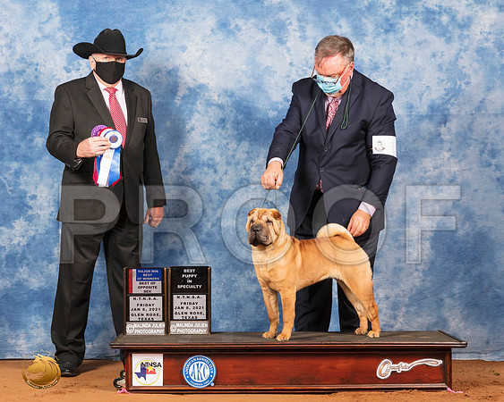 Chinese Shar Pei #16 Fri WBBOWBOSMajBstPup Judge Cledith Wakefield_SR_6522_GlnRs21_HR3