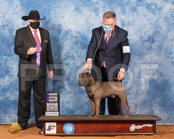 Chinese Shar Pei #11 Fri WD Judge Cledith Wakefield_SR_6530_GlnRs21_HR3
