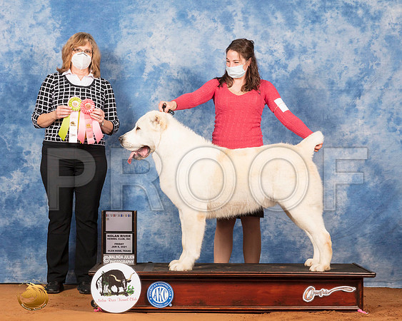 Central Asian Shepherd #5 Fri BIOS Judge Danelle Brown_SR_6548_GlnRs21_HR3