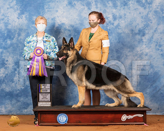 German Shepherd Dog #11 Fri BISS Judge Karen Hynek_SR_6587_GlnRs21_HR3
