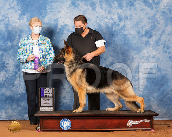 German Shepherd Dog #23 WD Maj Judge Karen Hynek_SR_6594_GlnRs21_HR3