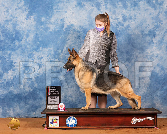 German Shepherd Dog #46 Fri NGrChMaj Judge Karen Hynek_SR_6576_GlnRs21_HR3