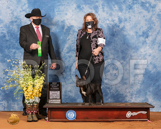 French Bulldog #16 Fri BPup Judge Cledith Wakefield_SR_6619_GlnRs21_HR3